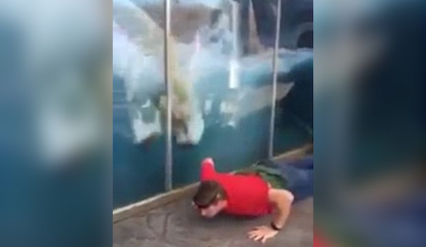 Un ours blanc imite un visiteur qui fait des pompes