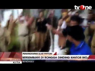 Heboh, Ditemukan Ular Piton di Rongga Dinding Kantor BKD