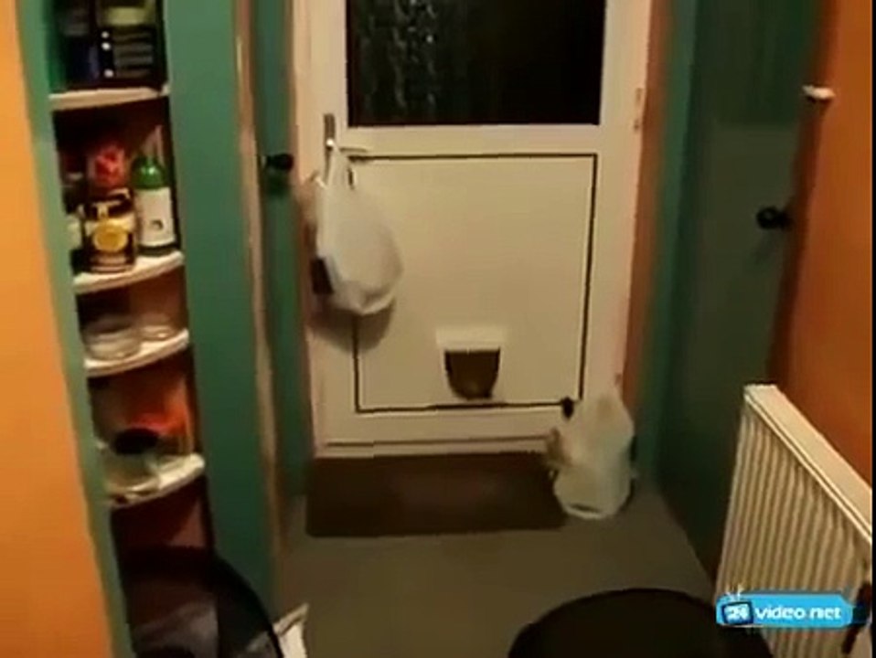 жирный кот пришел домой  fat cat came home