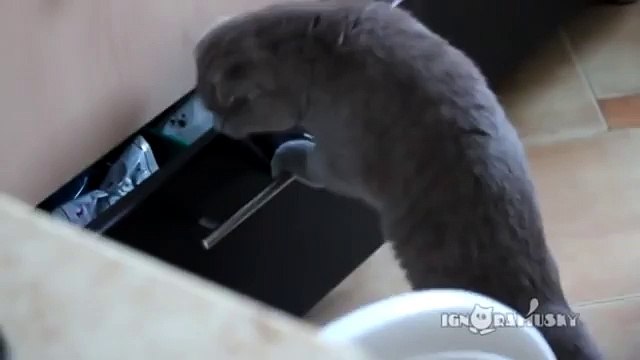 КОТ ВОРУЕТ ОДЕЖДУ ХОЗЯИНА) Cat steals CLOTHING HOST)