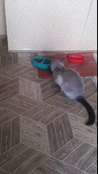 КОТ ВОСПИТЫВАЕТ СИЛУ ВОЛИ) CAT educates willpower)