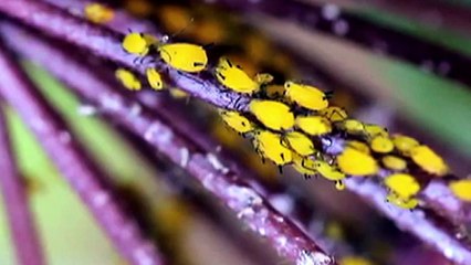 Usabiaga exorta a los campesinos a sembrar