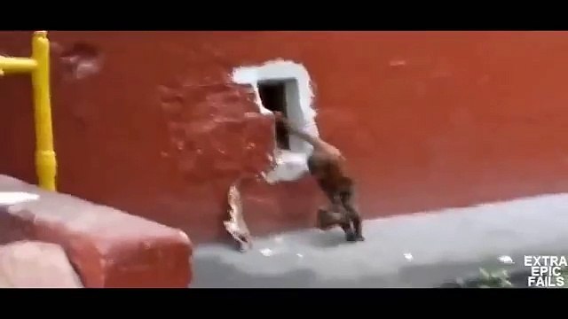 Кот крадет рыбу