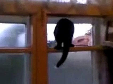 КОТ ЛАЕТ! ШОК! Cat barks! SHOCK!