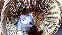 Funny Cats May 2016 Vedios : Funny Animal Videos for Kids Cute Kitten Compilation Funny Cat Videos Youtube Funny Animal