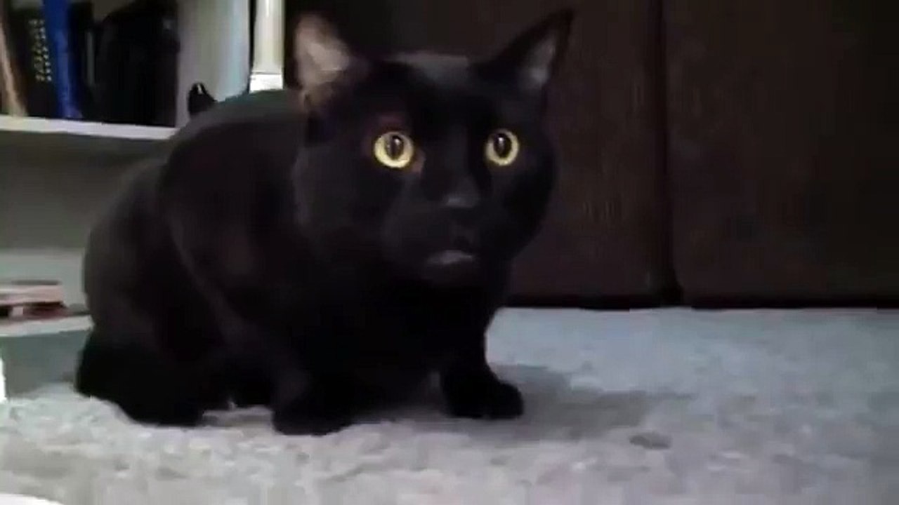 Кот поет это нереально