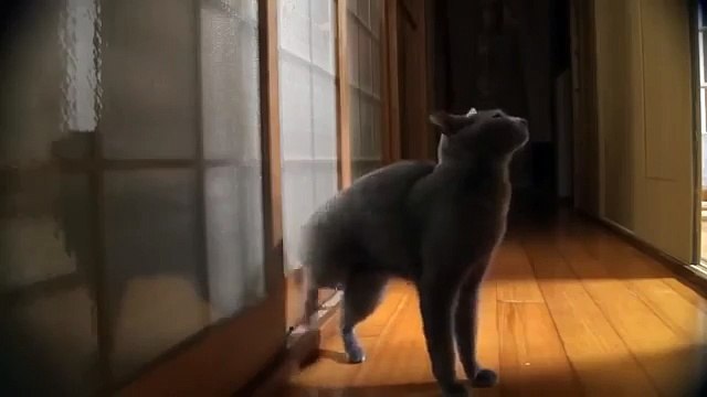КОТ СМЕШНО СТУЧИТСЯ В ДВЕРЬ! ПУСТИТЕ КОТА! ПРИКОЛ! FUNNY CAT knocking at the door! Let the cat! FUN!