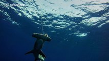 Free diving with a massive hammerhead and bull sharks in Florida