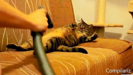 Коты и пылесос ЛУЧШЕЕ!