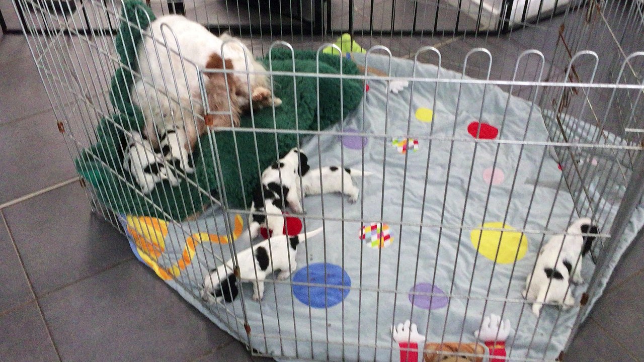 Chiots cockers anglais de 2 semaines - Période de transition