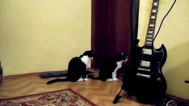 Кошка просит прощения... типичная женщина...)))) Cat asks for forgiveness ... typical woman ...))))