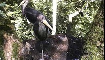 Estonian Black Storks - Afretnoon feedings . 04.08.2012. 13:45 14:00 15:53 16:15