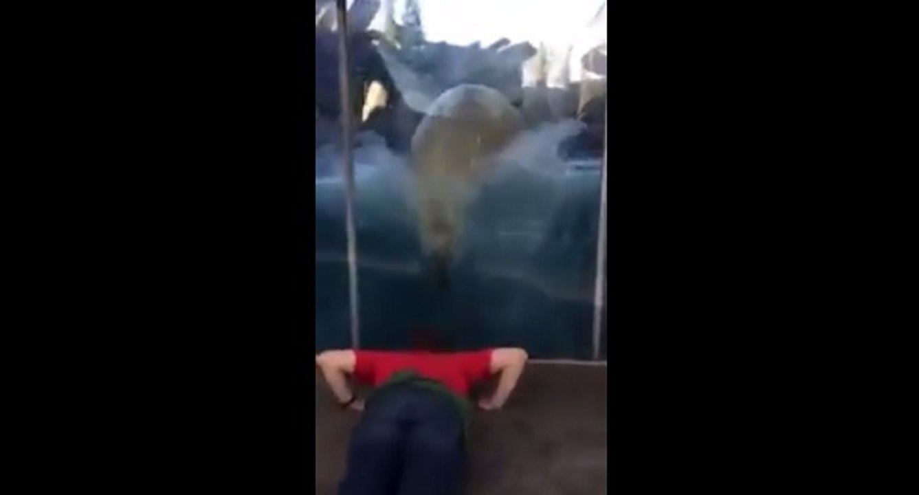 Kali l'ours polaire qui imite un homme.