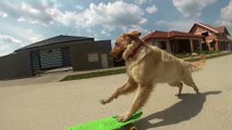 skateboarding dog