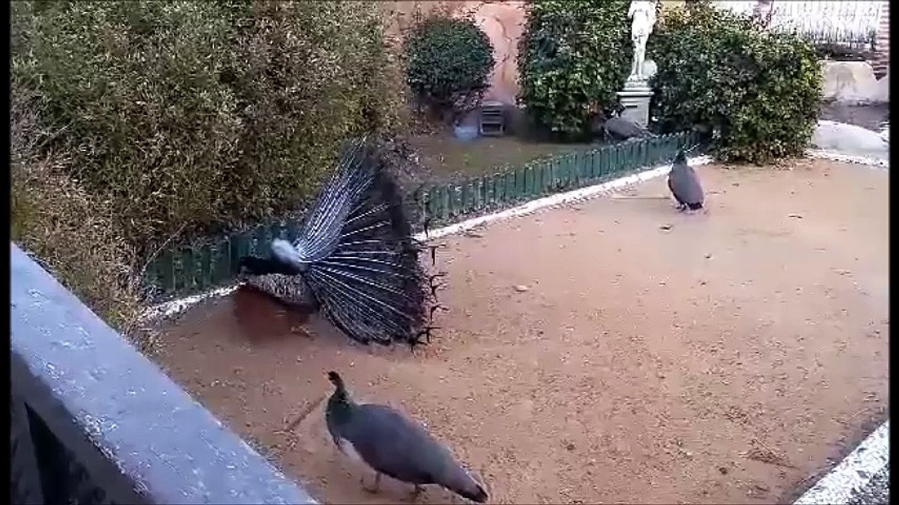 Le Paon bleu de Coco