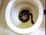 Modena ragazzo aggredito da un serpente nel suo bagno