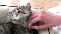 Sweet Cat being cute and cuddly - Schmusy Cat goes crazy of love
