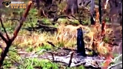 Leopard Attempts To Save Her Cub From The Jaws Of A Python - (Special Documentary)