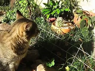 Lovely dog Collie and sweet cat