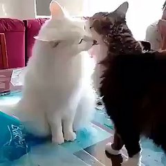cats romantic fight