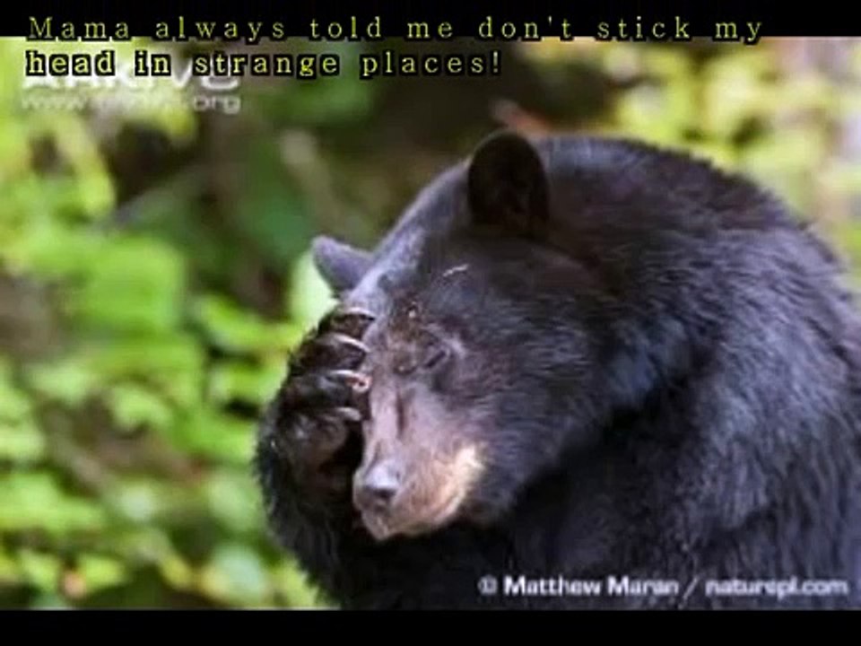 Bucket Bear Rescue!