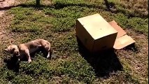 Ce cycliste trouve un chiot abandonné sur le bord de la route... Et c'est le chiot qui va adopter le cycliste