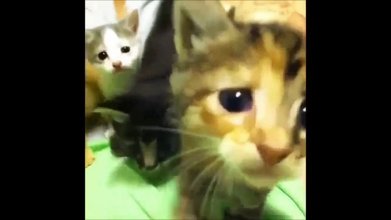 Funny cats compilation