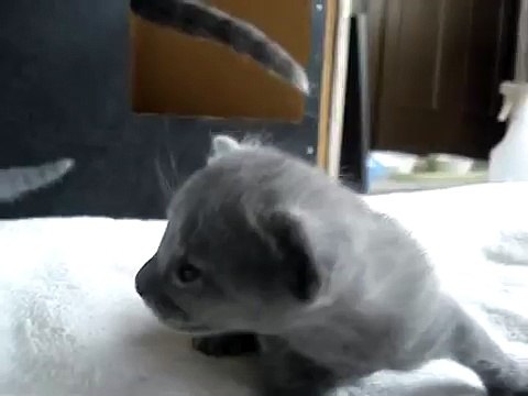 Очень милые котята)