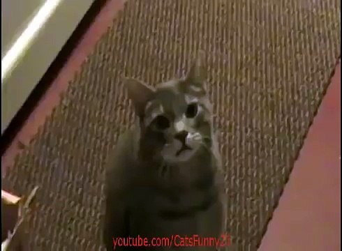 ОЧЕНЬ СМЕШНОЙ ГОВОРЯЩИЙ КОТ! ПРИКОЛ! Very funny talking cat! FUN!