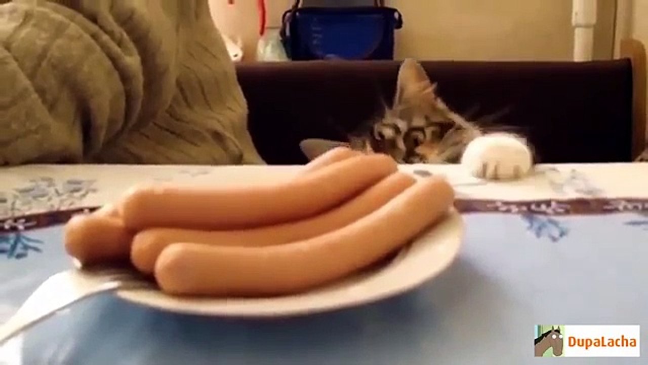 Приколы! подборка СМЕШНОГО видео котов! 3 мин Угара! подборка 2015 Funny Cats Compilation