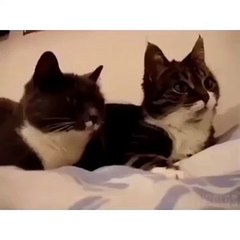 Просто диалог котов... Just Conversation cats ...