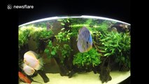 Stingray tries to eat fish in home aquarium, but fails