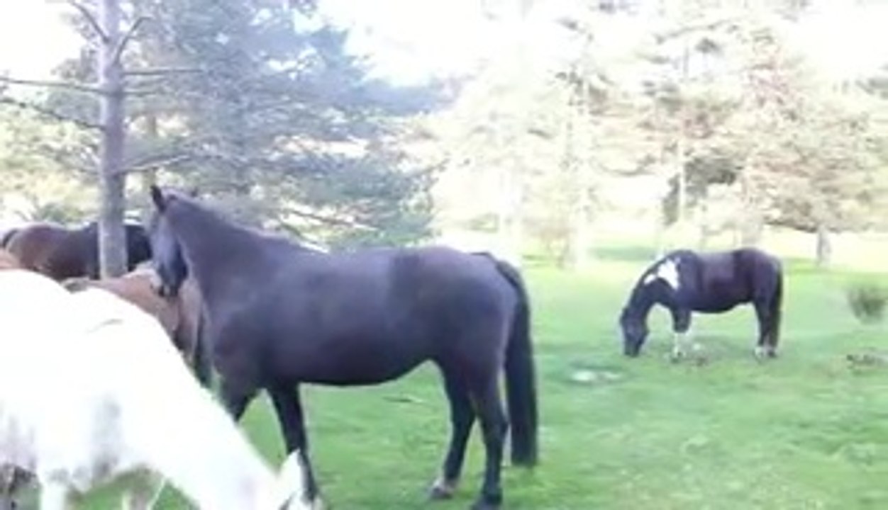 chevaux tous en selle