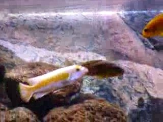 Labeotropheus trewavasae Lion's Cove (Sauvage)