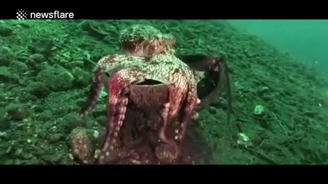 Crafty octopus uses coconut to roll across ocean floor