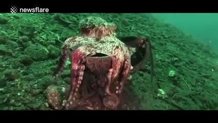 Crafty octopus uses coconut to roll across ocean floor