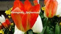 Koningsdag - 