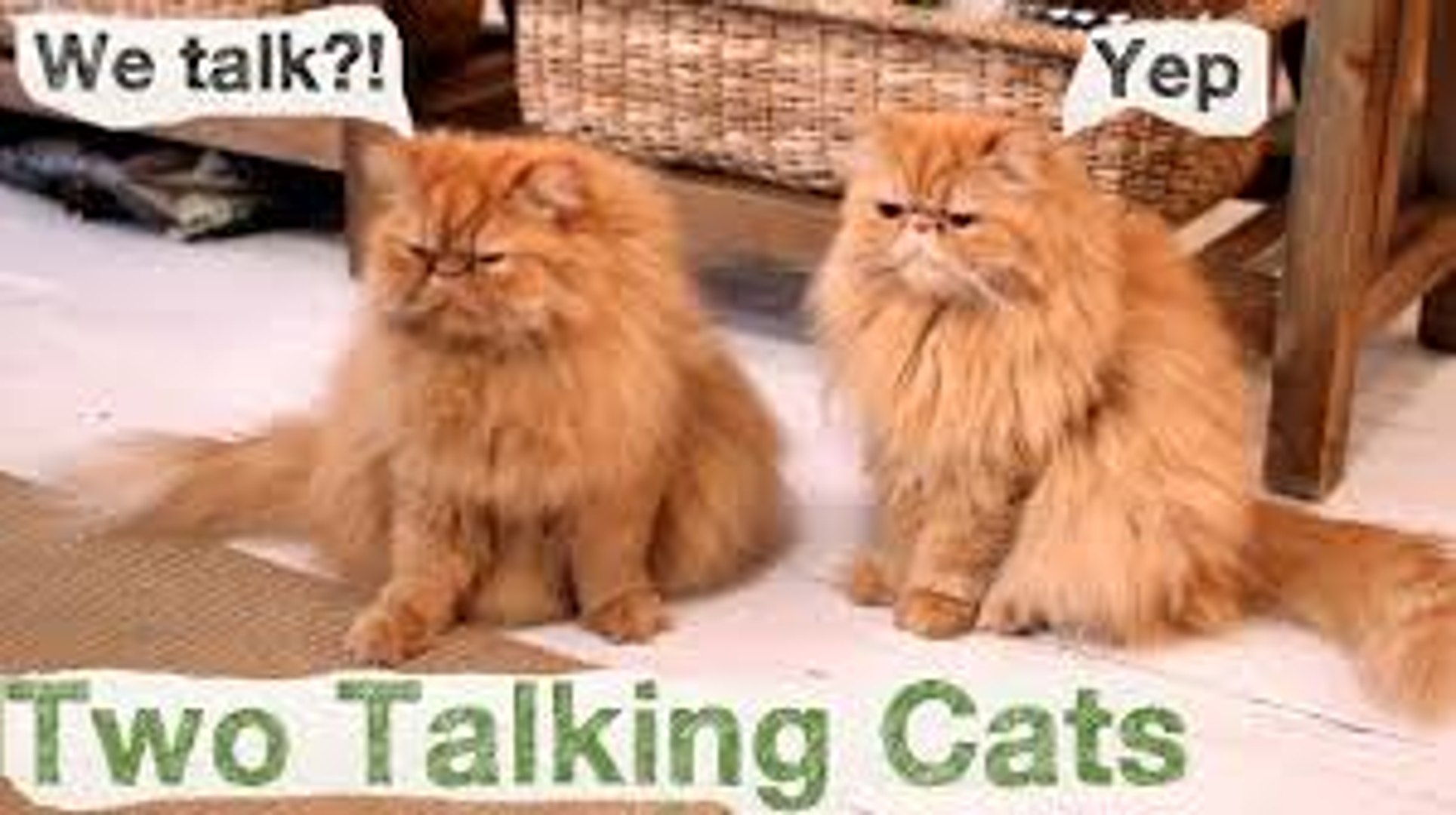 I talk to cats. Анекдоты про кошек. Два кота. Два кота. I talk to cats.