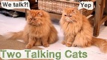 Black cats busy in having conversation,Top Funniest Cat Videos,Most Funny Cat Video