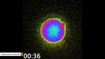 New Technique Reveals Flash Of Light When Human Egg Activated By Sperm