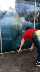 Un ours polaire imite un homme