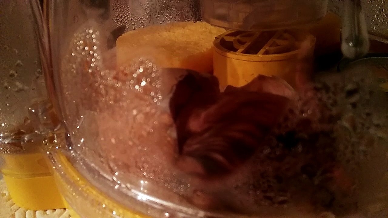 Poussin 2 Naissance Inversé 27-04-2016