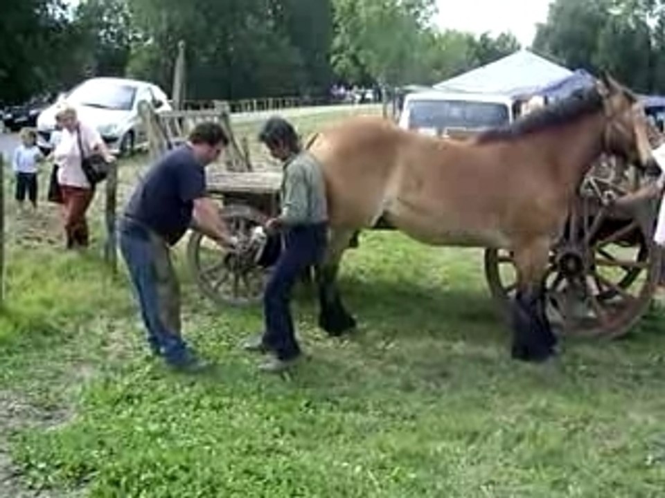 Ferrage d'un ardennais