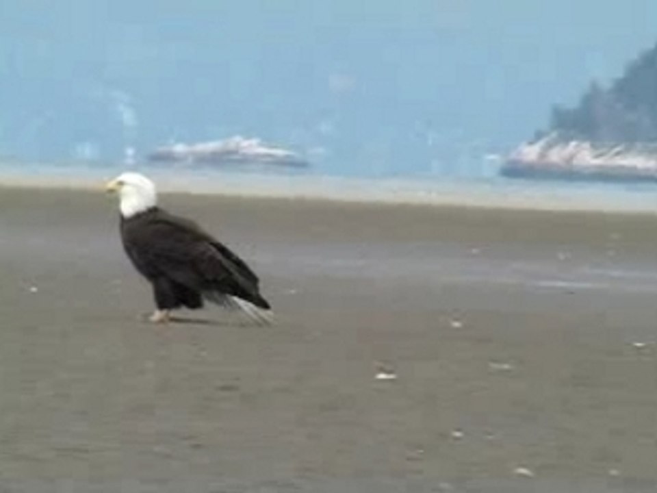 Wild Bald Eagle Stands Ground