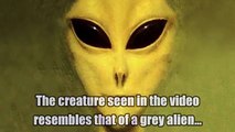 REAL Grey Alien Caught on Tape in Florida