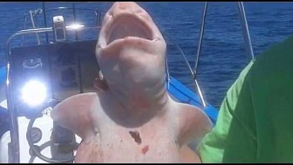 Weird Alien fish caught in Cabo Mexico