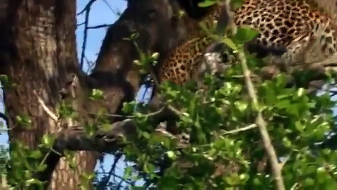 Lions Documentary  Game of Champions  Animal Planet  Special Biggest Africa Animals