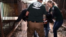 Cães para consumo são resgatados na Coreia do Sul