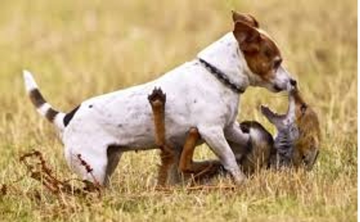 small Dog vs Fox