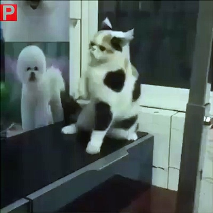 Awesome Cat Dance